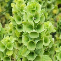 US Seller 100 Seeds Bells Of Ireland Cut Flowers Drying Unusual Re-Seeds - £7.98 GBP