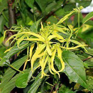 Cananga odorata, Ylang-Ylang tree, container or bonsai for indoor flowers, 100 S