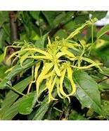 Cananga odorata, Ylang-Ylang tree, container or bonsai for indoor flowers, 100 S - $16.35
