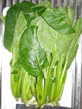 2000 Komatsuna Seeds Japanese Green Spinach Mustard - $7.99