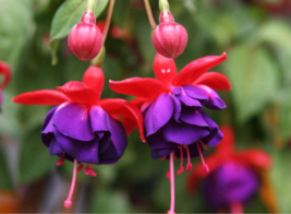 50pcs/bag Fuchsia Seeds Potted Flowers seeds,bonsai seeds.#1239 - $5.65
