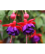 50pcs/bag Fuchsia Seeds Potted Flowers seeds,bonsai seeds.#1239 - $5.65