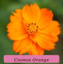 40+ Orange Cosmos Flower Seeds Organic Crop Of 2024 High Yield - $40.96 MXN