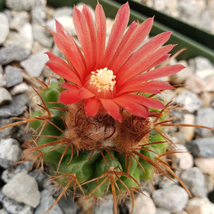 cactus Parodia tuberculata quechua Cacti Succulent real live plant - £34.99 GBP