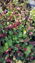 Justicia Brandegeana~Red Maroon Shrimp Plants Live Plants~ 5 To 7 Inches Tall - £15.62 GBP