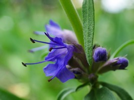 40 Hyssopus Officinalis Sprite Blue Seeds Flower Perennial Aromatic Herb - £14.35 GBP