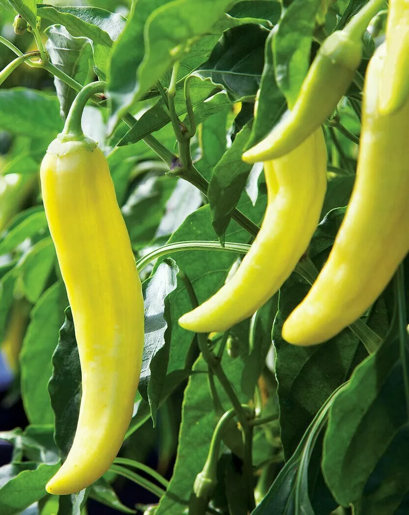 Semilir 50 Sweet Banana Pepper Seeds Sweet Mild Taste Culina Vegetable S... - €8,36 EUR