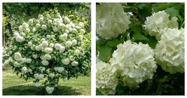 6-12&quot; Tall - Live Plant - Old Fashioned Snowball Viburnum Shrub/Bush - 4&quot; Pot - £71.60 GBP