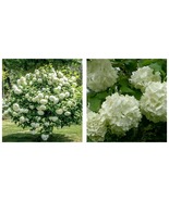 6-12&quot; Tall - Live Plant - Old Fashioned Snowball Viburnum Shrub/Bush - 4... - £71.57 GBP
