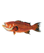 Red Grouper Fish High Quality Art Decal Truck Boat Cooler Cup Kayak Tack... - €5,99 EUR+