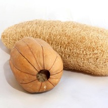 Gourd Dishcloth (Edible Luffa), 20 Seeds R - £12.86 GBP