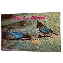 Postcard Lunch Time In Blue Jay Land Blue Jay Greetings Chrome Unposted - $6.92