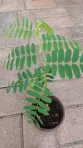 Tamarind (Tamarindus Indica) Live seedling/ tree/ Plant In a Pot, above ... - $28.99