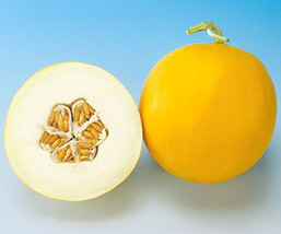 25 Canary Melon Seeds-1029 - £3.18 GBP