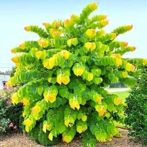 LimaJa THE RISING SUN REDBUD 20 Authentic SEEDS - Cercis canadensis - $8.80