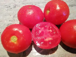 50 Seeds Fraziers Gem Tomato Vegetable Fresh Seeds - $6.80