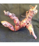Vintage Daniel Vall Signed Wood Driftwood Beach Sanibel Island Art Sculp... - $1,237.37 MXN