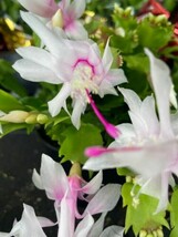 White Pink Thanksgiving Christmas Cactus Live Plant Ship Out On 4 Inch P... - $28.97