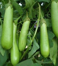 Emerald Long Eggplant, 1 Bags ( approx 100 seeds / bag) D - $12.35