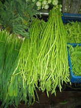 Bean Yard Long Beans Pole Type Green 15 Seeds Made In Us From US  - £6.63 GBP