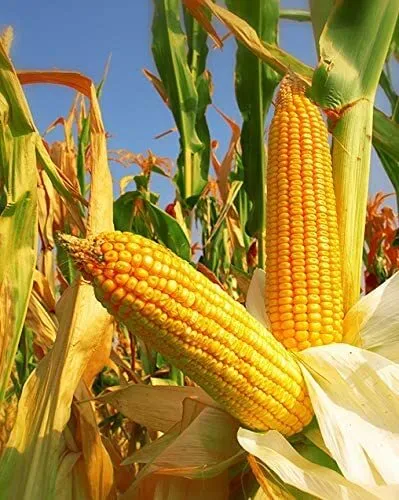 1050 Yellow Dent Corn Seeds Kernels Grain Corn Field Corn For Planting Or Feed N - $35.98