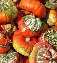 Heirloom Cucurbita maxima &#39;Incense burner&#39; Squash Ornamental Fruit, 10 Seeds D - £7.99 GBP