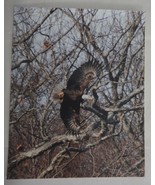  Incredible Eagle in Flight 8x10 photo, Wildlife Photo by Christopher Ma... - $36.42 CAD
