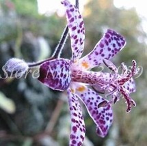 Imported Toad Lily Plant - £5.87 GBP
