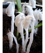 SL Monotropa Uniflora Indian Pipe Cheilotheca Humilis W/ White Flowers - $2.75