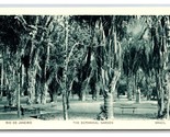 Botanical Gardens Rio De Janeiro Brazil UNP WB Postcard V20 - £4.62 GBP