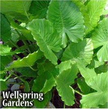 Best California Elephant Ear / Alocasia gagaena / Live Plant - $24.99