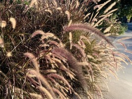 40 SEEDS MISCANTHUS NEW HYBRID FOUNTAIN GRASS GROW QUICK HEIRLOOM SEEDS ... - £6.77 GBP