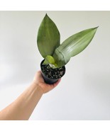 Sansevieria Moonshine Silver Snake Plant Air Purifying Live Plant In 4 I... - $71.98
