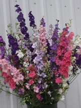 Fresh Seeds 40 Larkspur QIS Mix seeds - $8.18