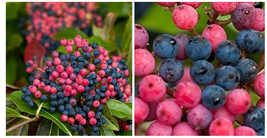 Brandywine Viburnum Shrub - Beautiful Berries/Hardy - Gardening - 4" Pot - C2 - $54.87