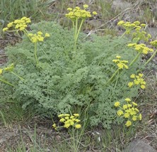 Fernleaf Lomatium Lomatium Disse Seedsum 35 Seeds Wild Harvested Seeds N... - £7.57 GBP