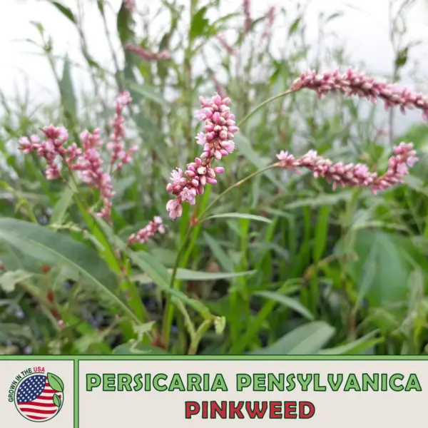 100 Pinkweed Seeds Persicaria Pensylvanica Pennsyvania Smartweed Genuine Usa Gar - £9.80 GBP