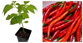 4" Pot - Long Thin Red Cayenne Pepper Plant - Hot! - £36.33 GBP