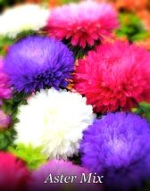 Tropical Charm Aster Seeds Powder Puff Mix Non-Gmo 300+ Seeds Buy 4 Items - $106.82 MXN