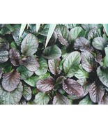 Ajuga Carpet Bugle Perennial Ground Cover Bugleweed Erosion Control Plant - $4.25