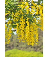 GIB 25 Siberian Peashrub Caragana Arborescens Peatree Yellow Flower Vege... - £14.15 GBP