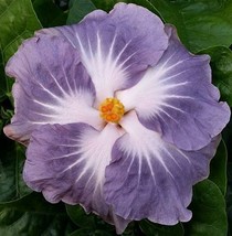 PATB BLACKBERRY JAM Rooted Tropical Hibiscus Starter Plant Ships Bare Root - £30.51 GBP