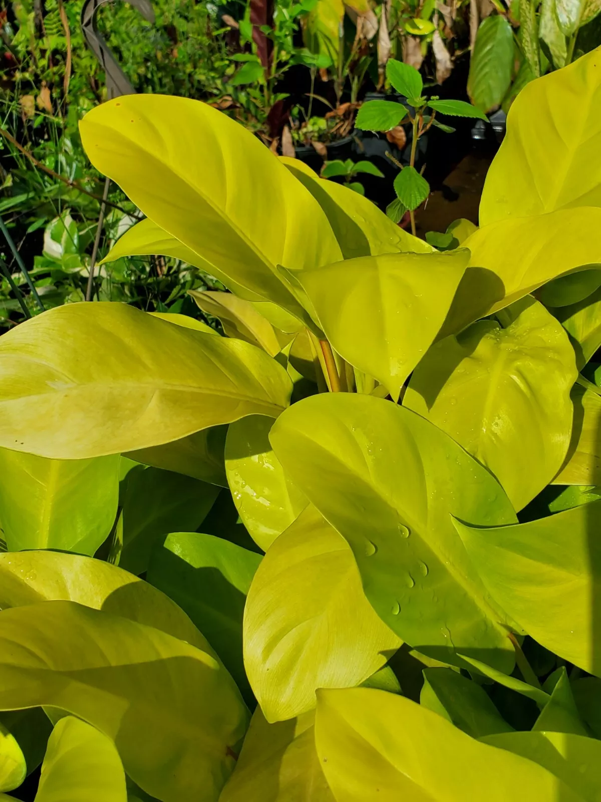 Philodendron Golden Goddess Neon vine tropical houseplant aroid~7&quot; CUTTING - $31.21 CAD