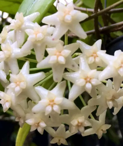 US Seller Hoya Doi Tung Live Plant 15 Inches Tall In 4 Inch Hanging Pot ... - £45.55 GBP