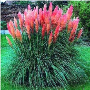 Promotion Mixed Colors Pampas Grass Plant Bonsai Balcony Colorful Grass Flores B