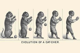 Evolution of a Cat-cher 20 x 30 Poster - £20.76 GBP
