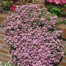 New Fresh Seeds Saponaria Seeds Rock Soapwort Flower Seed 10000 Seeds - £15.69 GBP