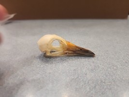 NK36 Real White Breasted Waterhen (Amaurornis phoenicurus) Bird Skull Ta... - £27.37 GBP