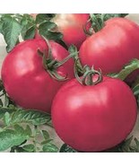 SKM 50 Seeds Chefs Choice Pink Tomato Juicy Tomatoe Vegetable Edible Foo... - $10.97