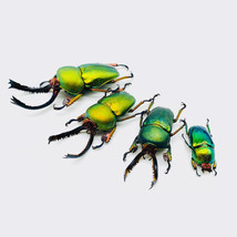 3 Pcs Lamprima adolphinae Dried Insect Specimen Green Gem Beetle Gifts f... - £36.24 GBP